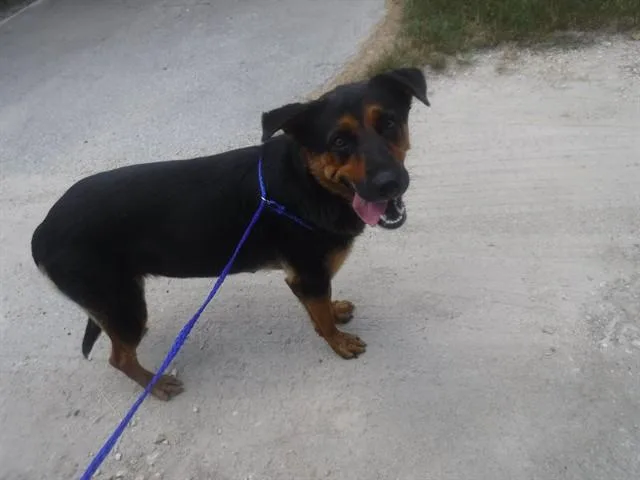 An adult medium-sized female German Shepherd Dog dog named Blair for adoption in Miami, FL