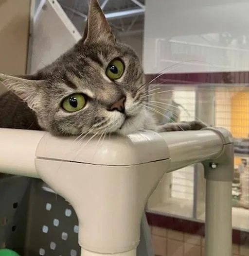 A young small-sized female Domestic Short Hair cat named Babs for adoption in Springfield, MA