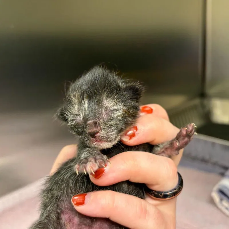 A baby small-sized female Black Domestic Short Hair cat named Sally for adoption in Asheville, NC