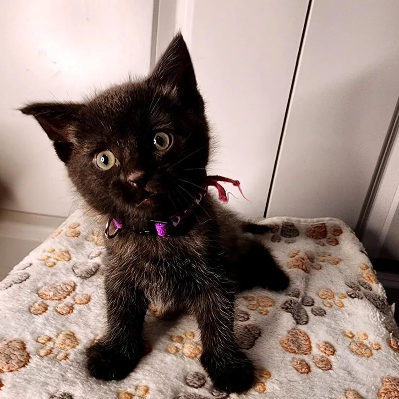 A baby small-sized male Black Domestic Short Hair cat named Putzie for adoption in Green Bay, WI