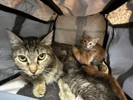 A baby small-sized female Domestic Short Hair cat named Onion Ring for adoption in Los Angeles, CA