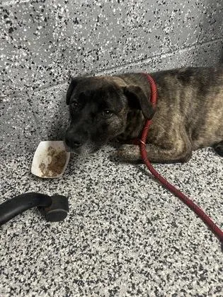An adult large-sized female Mixed Breed dog named Veronica for adoption in West Chester, PA
