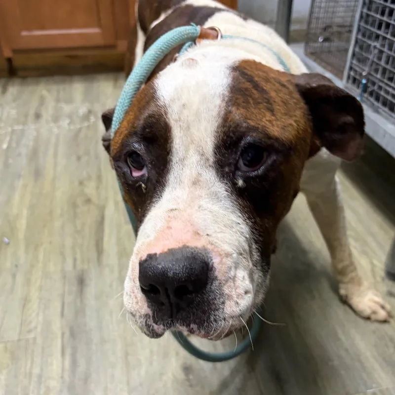 An adult medium-sized male White / Cream Mixed Breed dog named Cornbread for adoption in Summerville, SC