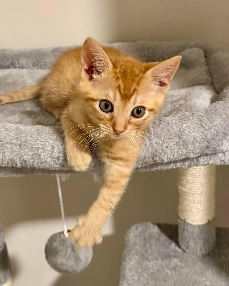 A baby medium-sized female Orange & White Domestic Short Hair cat named Daphne for adoption in Collierville, TN