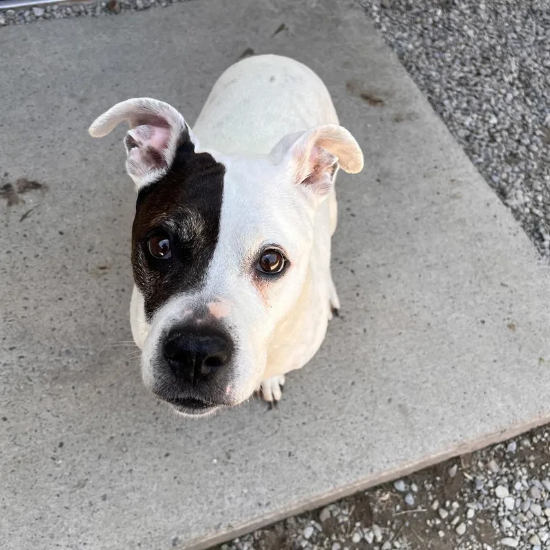 A senior medium-sized female White / Cream Mixed Breed dog named Pita for adoption in Fairport, NY