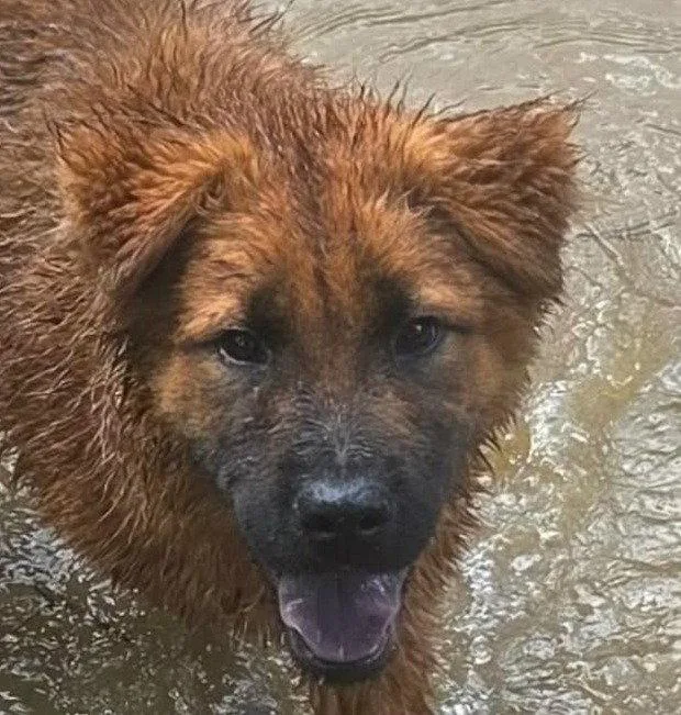 A baby large-sized male Retriever dog named Chow Mein for adoption in Bloomfield, CT