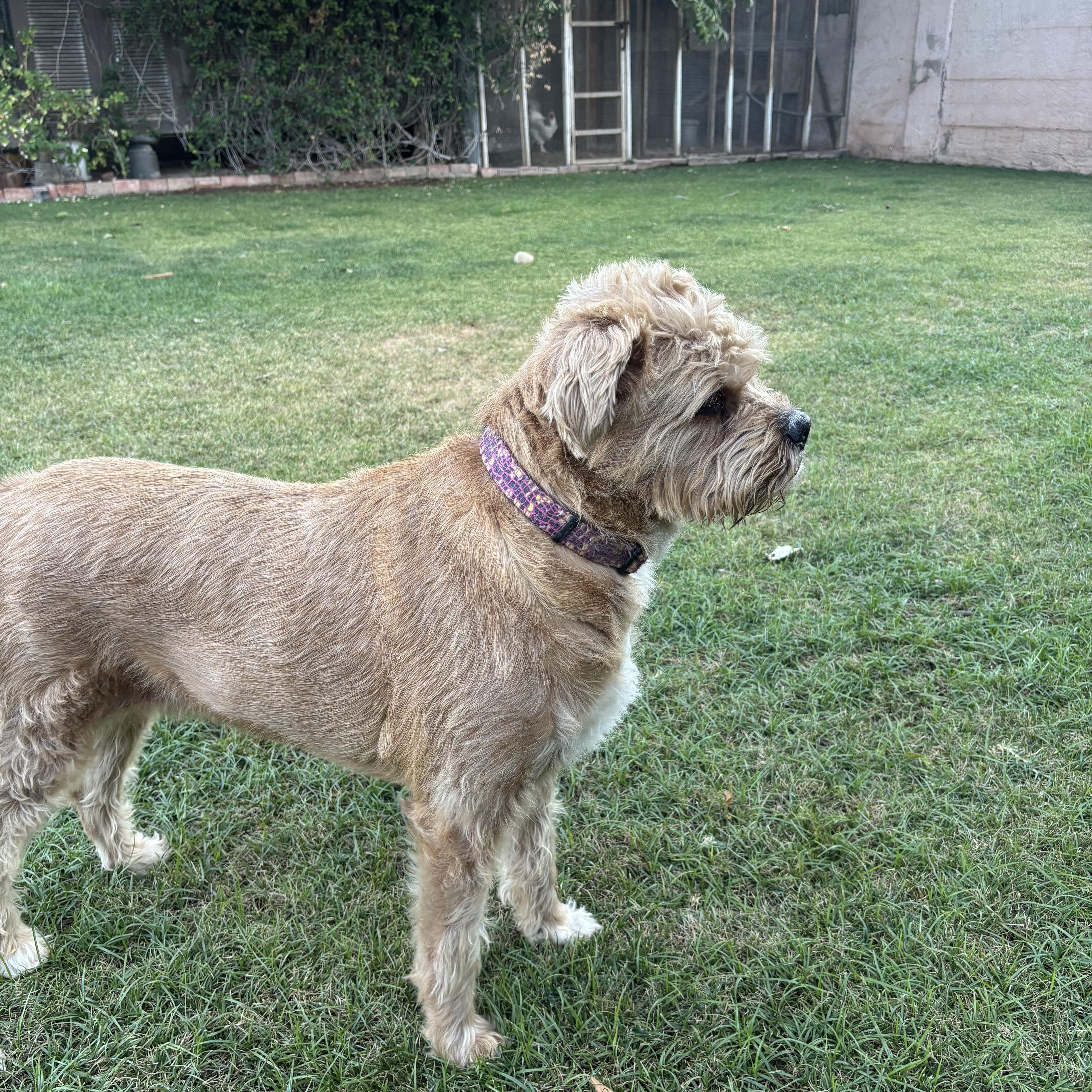 An adult large-sized male Yellow / Tan / Blond / Fawn Terrier dog named Pierson for adoption in Phoenix, AZ