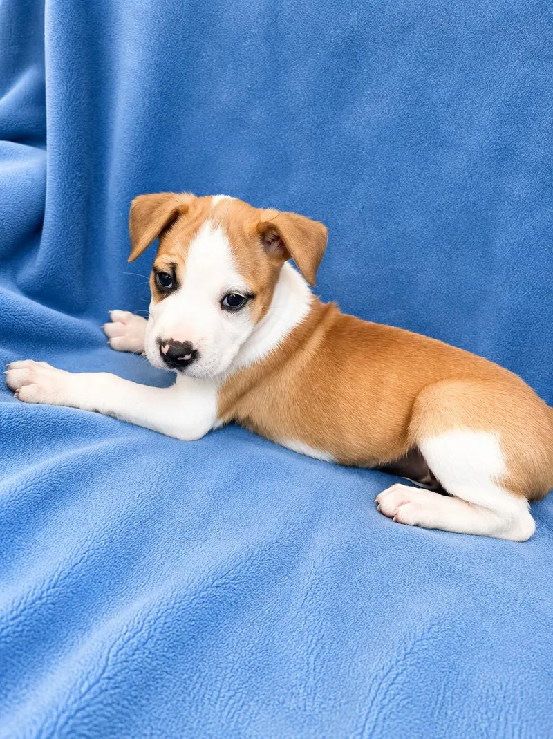 A baby medium-sized male Pit Bull Terrier dog named Rocket for adoption in Nashville, TN