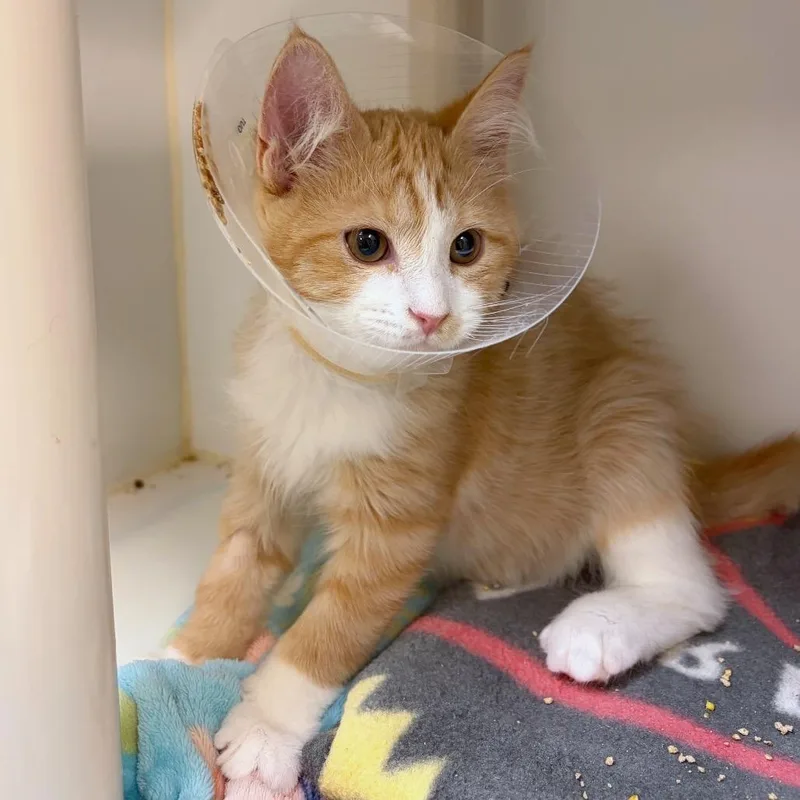 A baby small-sized male Domestic Medium Hair cat named Gadget for adoption in Woodinville, WA