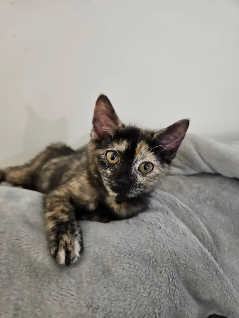 A baby small-sized female Brown / Chocolate Tortoiseshell cat named Dolly Daydream for adoption in Bayside, NY