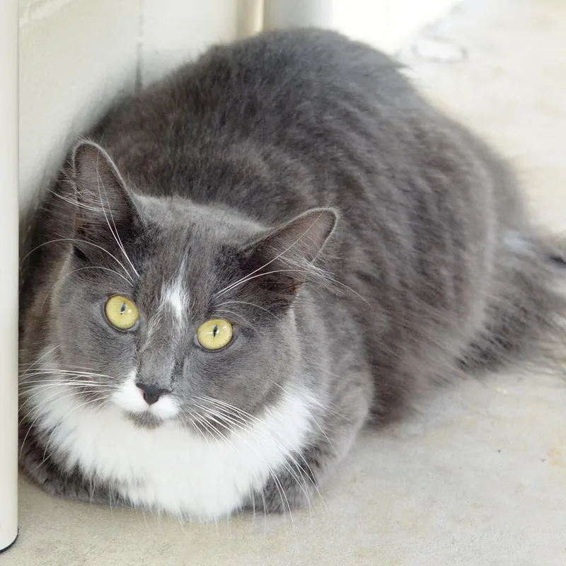 A young medium-sized female Domestic Medium Hair cat named Cheese for adoption in Sanford, FL