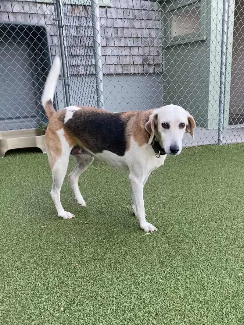 An adult medium-sized female Coonhound dog named Cedar for adoption in New Bedford, MA