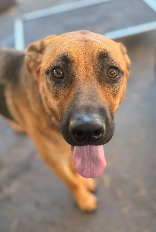 An adult large-sized female Black German Shepherd Dog dog named Winnie for adoption in Van Nuys, CA