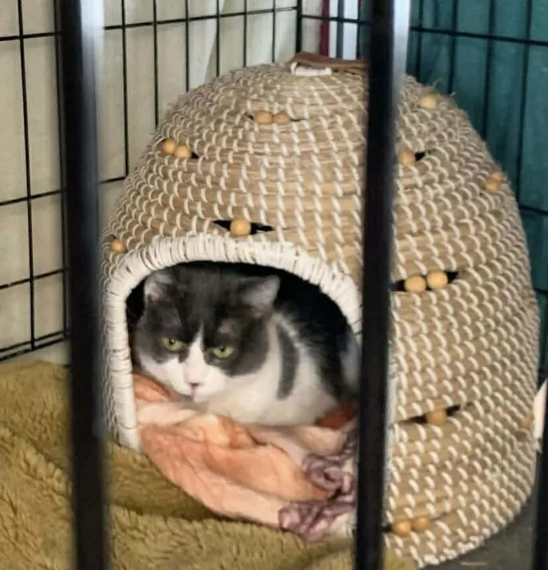 An adult small-sized female Gray & White Domestic Short Hair cat named Winky for adoption in Acushnet, MA