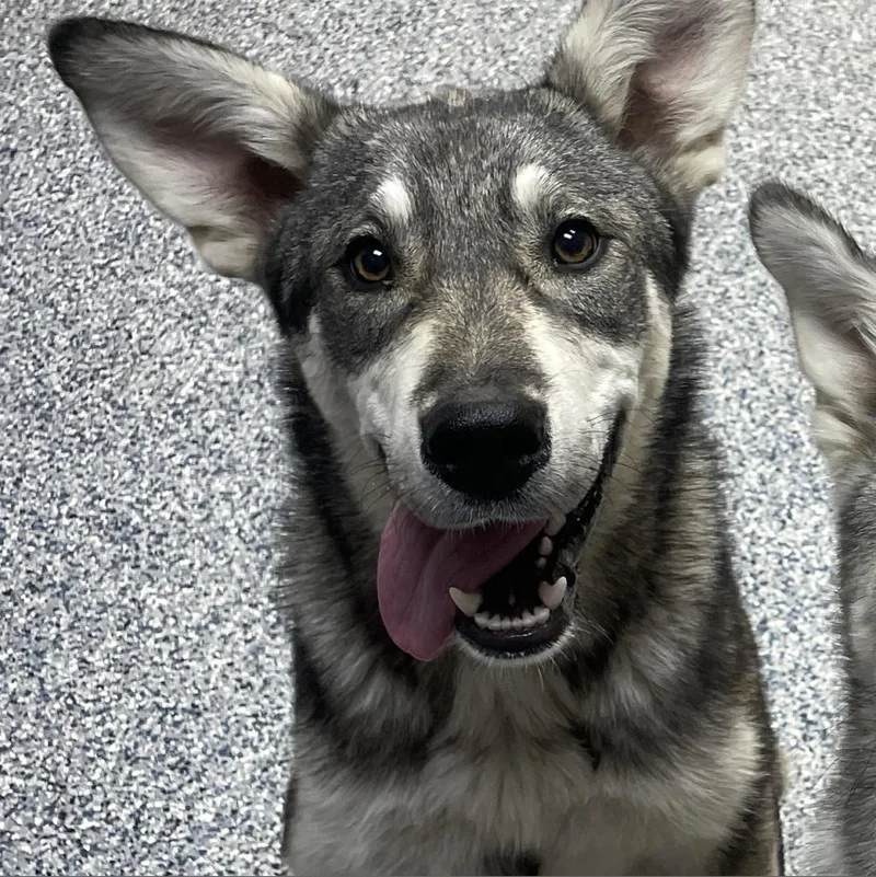 Stella thumbnail 5