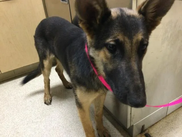 A young medium-sized female German Shepherd Dog dog named Lilly Sue for adoption in Riverside, CA