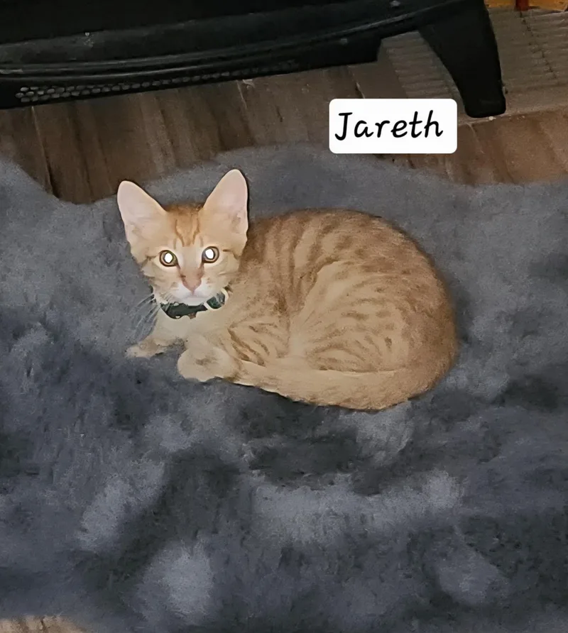 Jareth thumbnail 2