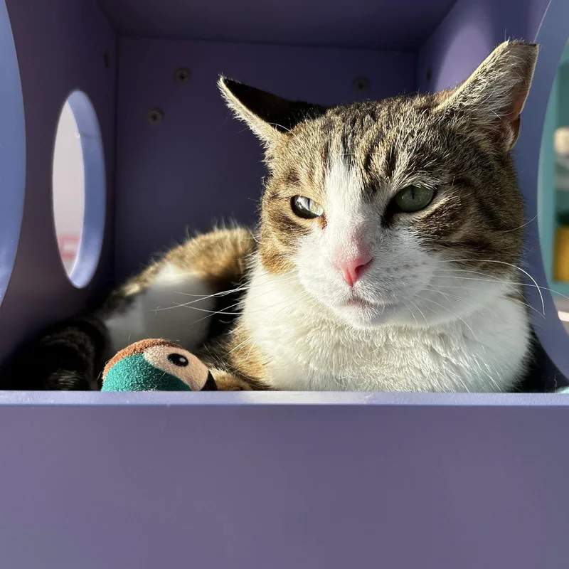 Amelia  Kbc thumbnail 3