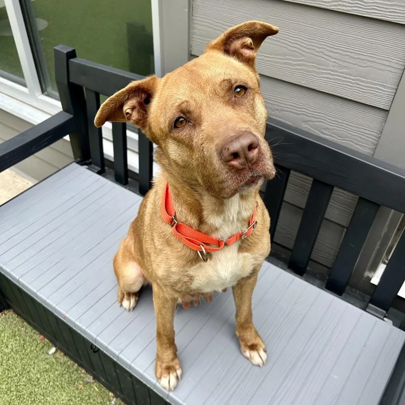 An adult medium-sized female Brown / Chocolate Mixed Breed dog named Mama Woods for adoption in Greensboro, NC
