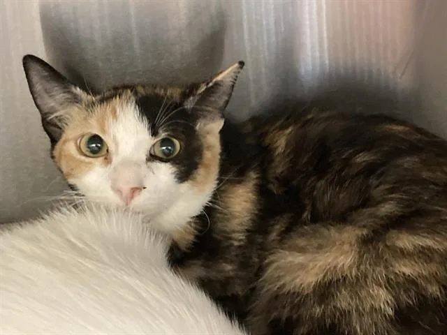 A baby small-sized female Domestic Short Hair cat named Baba for adoption in Tustin, CA