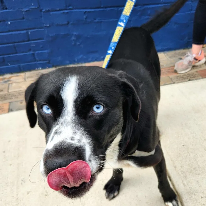 A young medium-sized male Black Border Collie dog named Lou for adoption in Falls Church, VA
