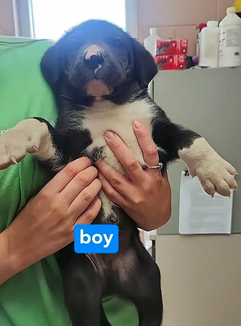 Tux thumbnail 2