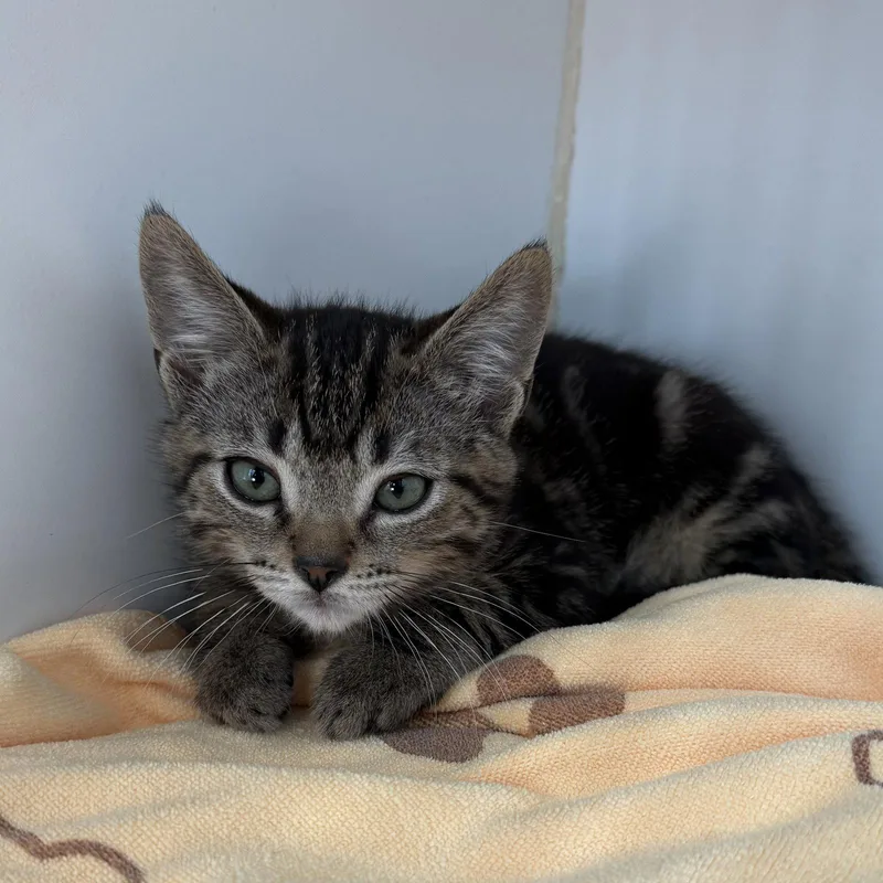 A baby small-sized male Brown / Chocolate Domestic Short Hair cat named Taki for adoption in Oakland, CA