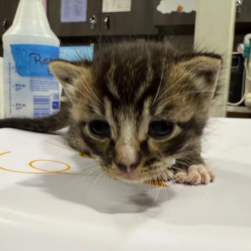 A baby small-sized male Brown / Chocolate Domestic Short Hair cat named Kronk for adoption in Tampa, FL