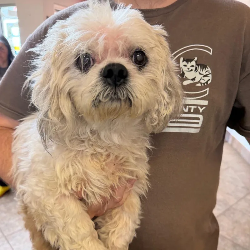 An adult small-sized male Shih Tzu dog named MONTStray for adoption in Perkiomenville, PA