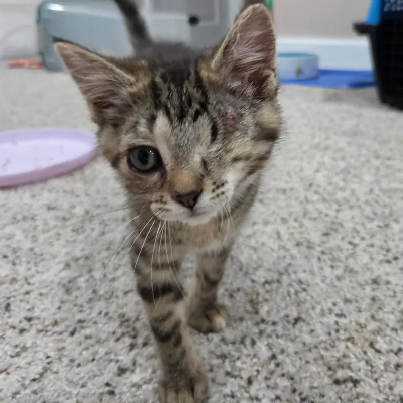 A baby small-sized female Domestic Short Hair cat named Cecelia for adoption in Portage, MI