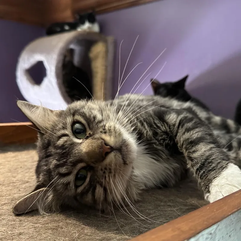 Benji