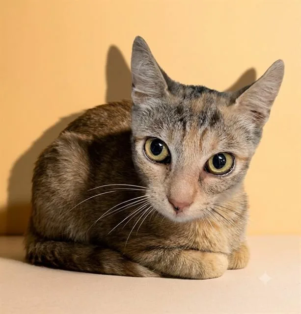 A young medium-sized female Domestic Short Hair cat named Moira for adoption in Jacksonville, FL