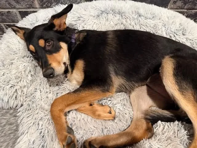 A young large-sized female Black Mixed Breed dog named Smores for adoption in Shingle Springs, CA