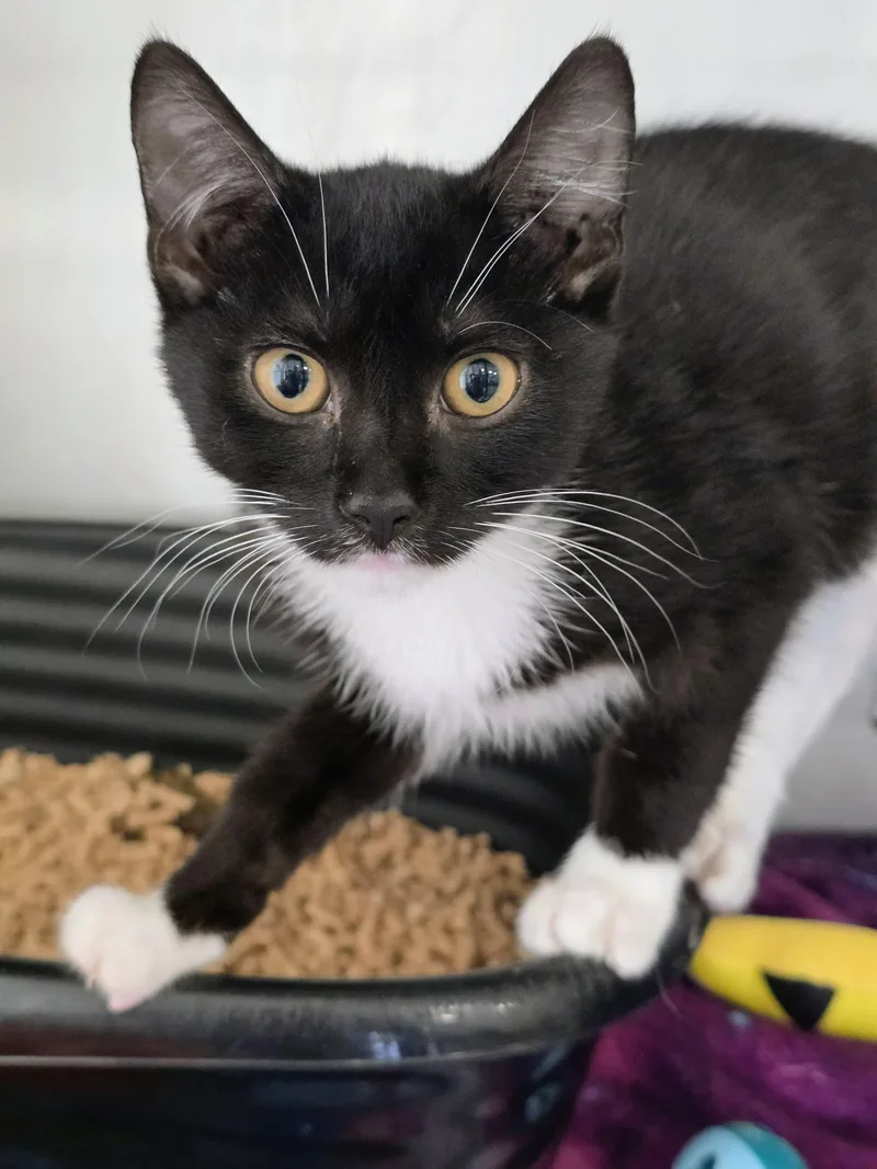 A baby large-sized male White Domestic Short Hair cat named Fox for adoption in Amityville, NY
