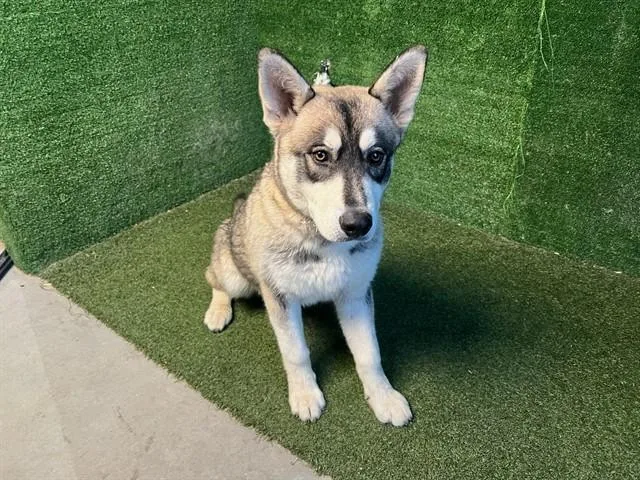 A young large-sized male Husky dog named A for adoption in Lancaster, CA