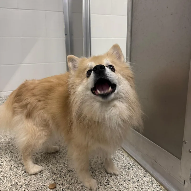 A senior small-sized male Yellow / Tan / Blond / Fawn Pomeranian dog named Todd for adoption in Wilmington, DE
