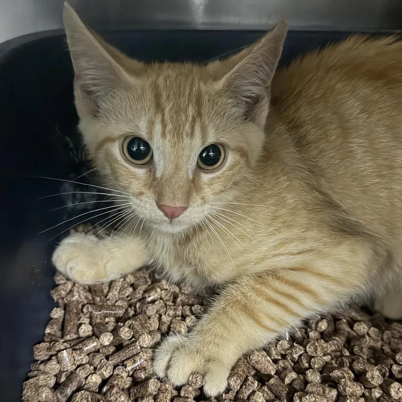 A baby small-sized male Orange / Red Domestic Short Hair cat named Ledger for adoption in Marion, VA