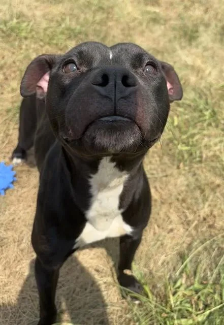 A young medium-sized female Pit Bull Terrier dog named Dasani for adoption in Kalamazoo, MI