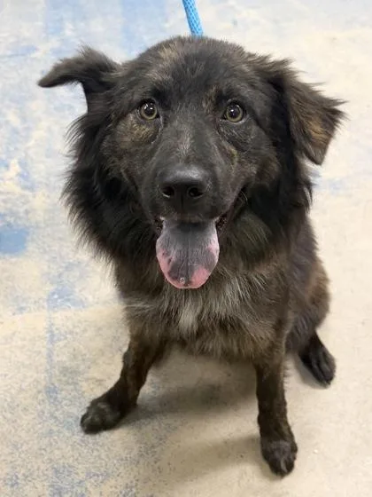 An adult medium-sized female Brindle Flat-Coated Retriever dog named Linda for adoption in Inverness, FL