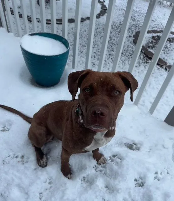 A young large-sized female Cane Corso dog named Blanche for adoption in Chandler, AZ