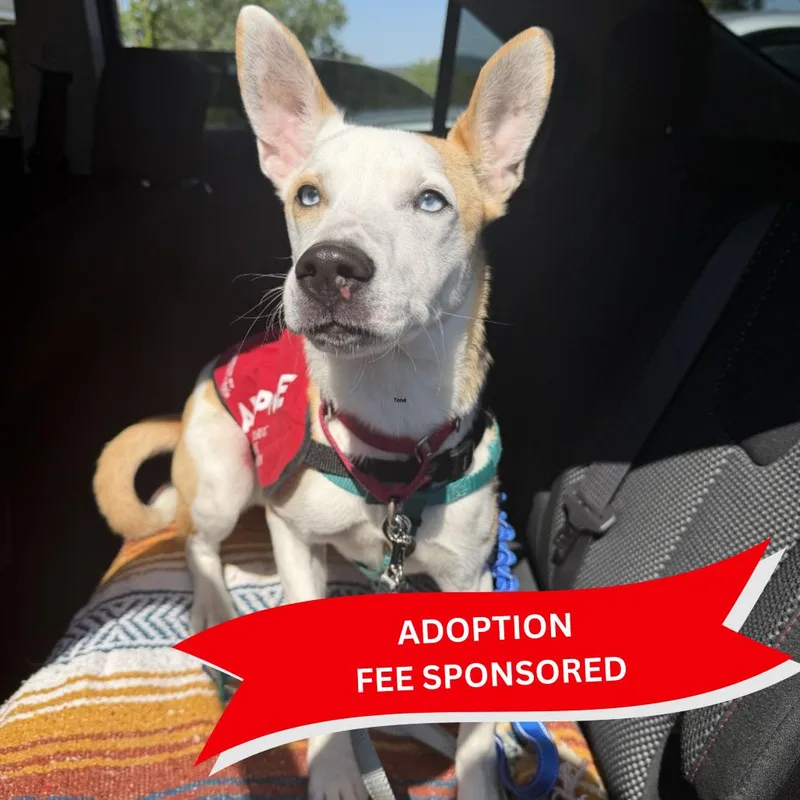A young medium-sized male White / Cream Mixed Breed dog named Radar for adoption in Marshall, VA