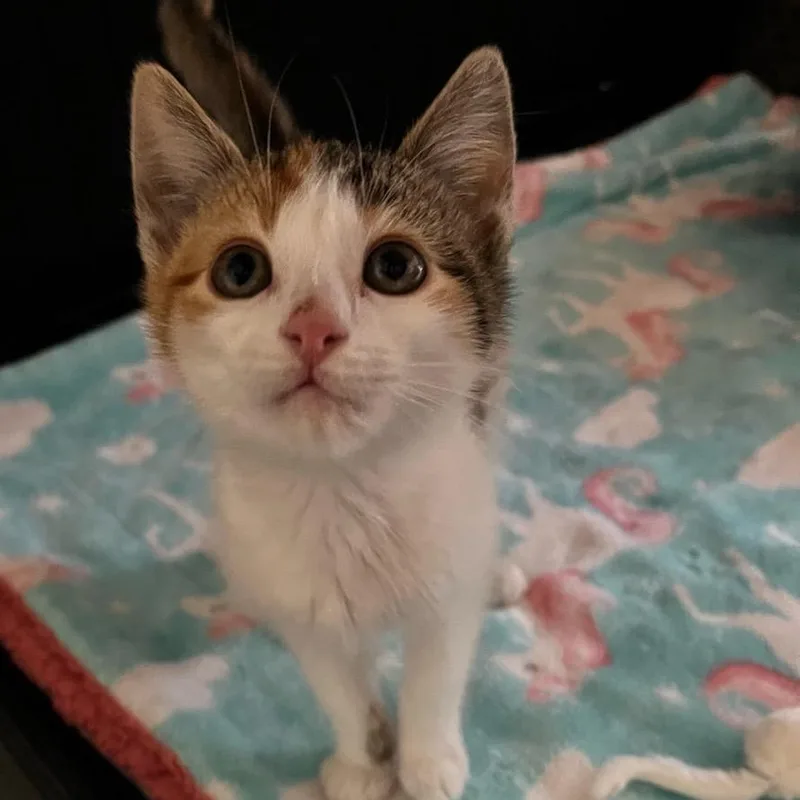 A baby small-sized female Calico Domestic Short Hair cat named Liebchen for adoption in Westminster, CA