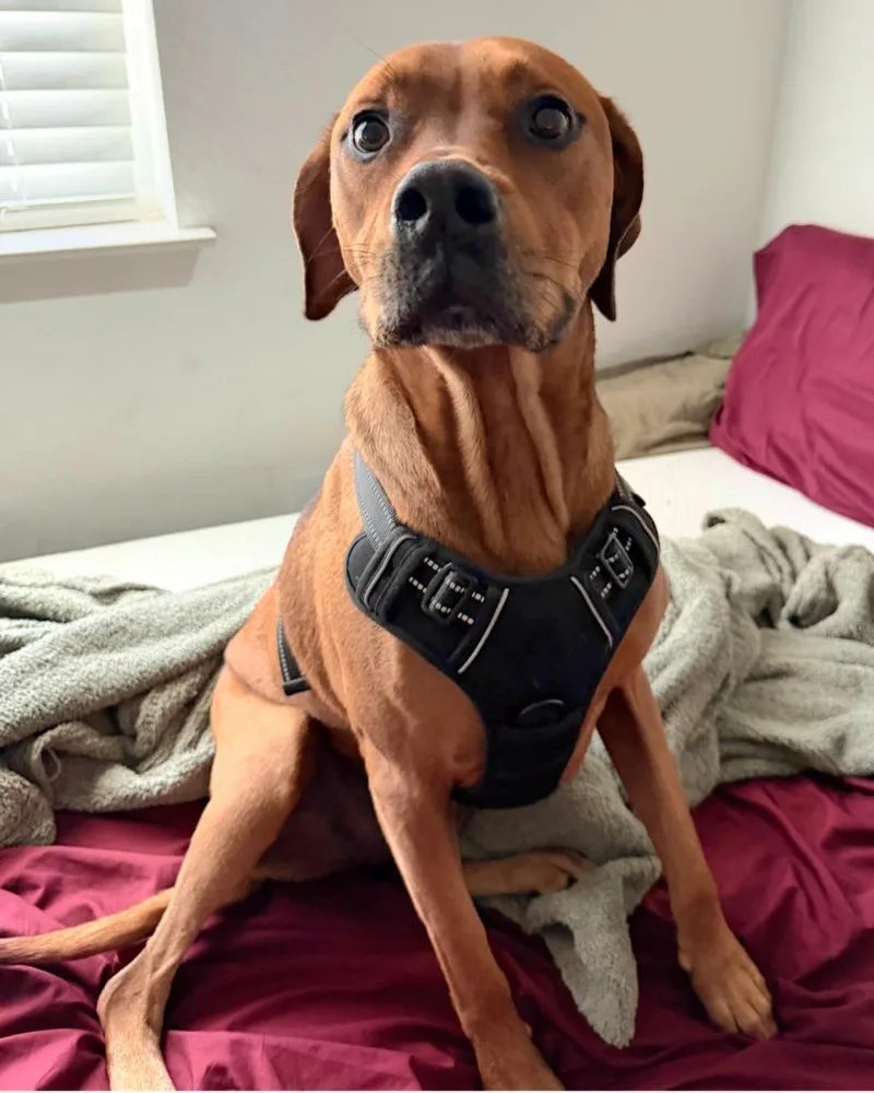 A young small-sized male Rhodesian Ridgeback dog named Rhodie Fka Asher for adoption in St. Augustine, FL