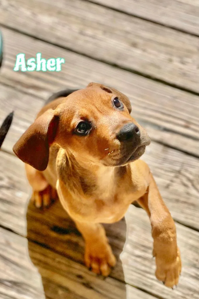 Rhodie Fka Asher thumbnail 2