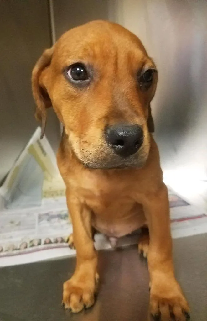 Rhodie Fka Asher thumbnail 3