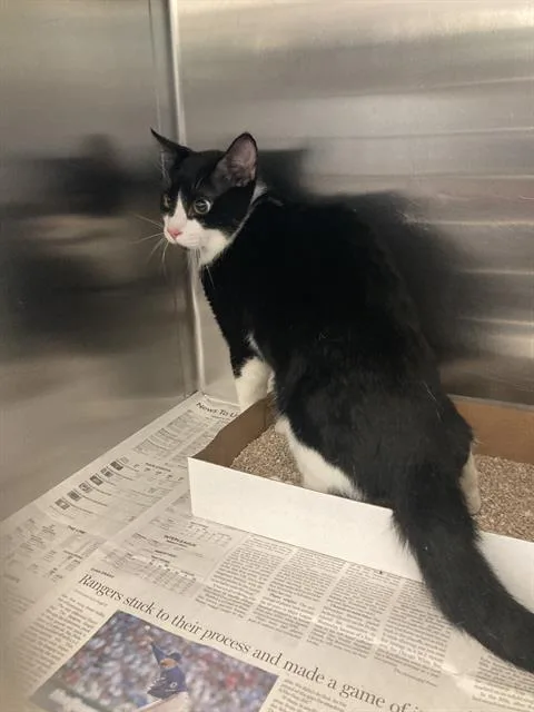 A young medium-sized male Domestic Short Hair cat named Diego for adoption in Dallas, TX