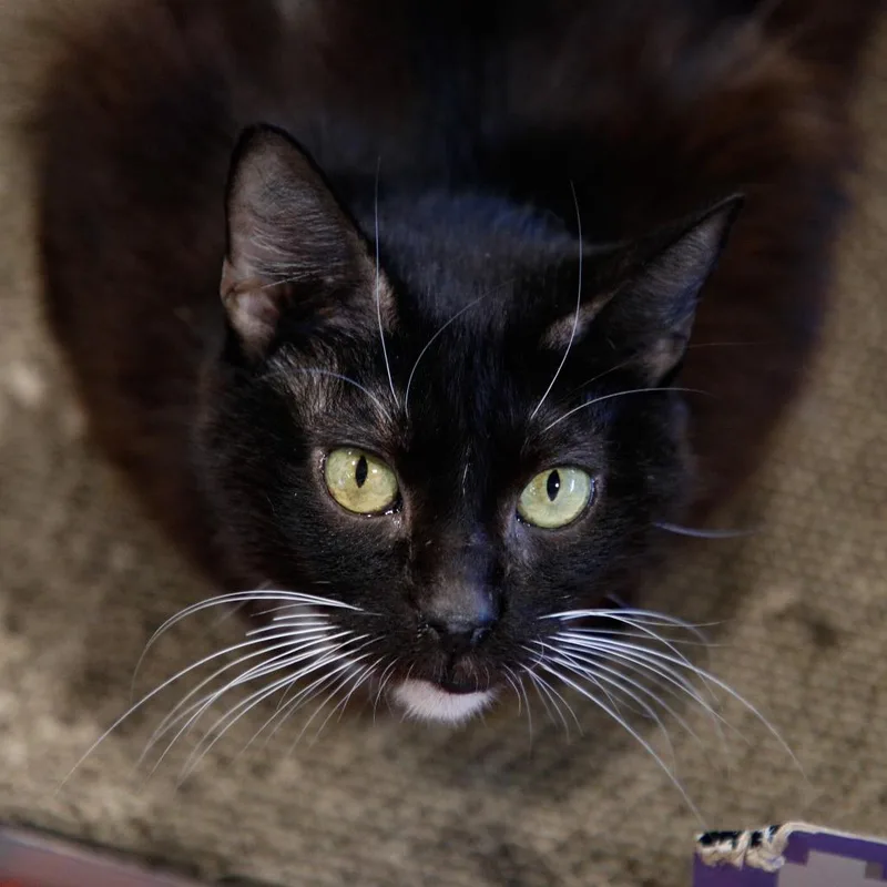 An adult medium-sized female Black Domestic Short Hair cat named Sylvia for adoption in Tampa, FL