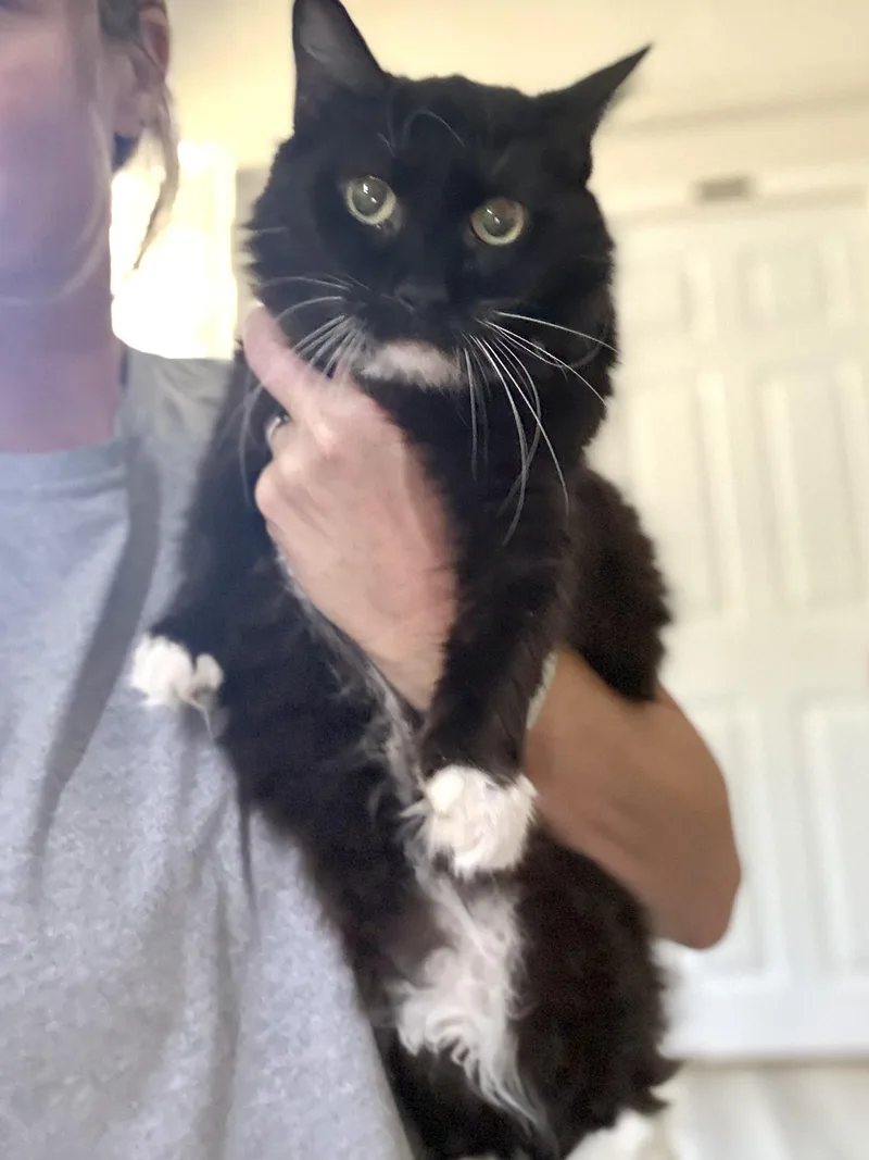 An adult medium-sized female Black & White / Tuxedo Domestic Long Hair cat named Angelwatch VIDEO for adoption in Port Orange, FL