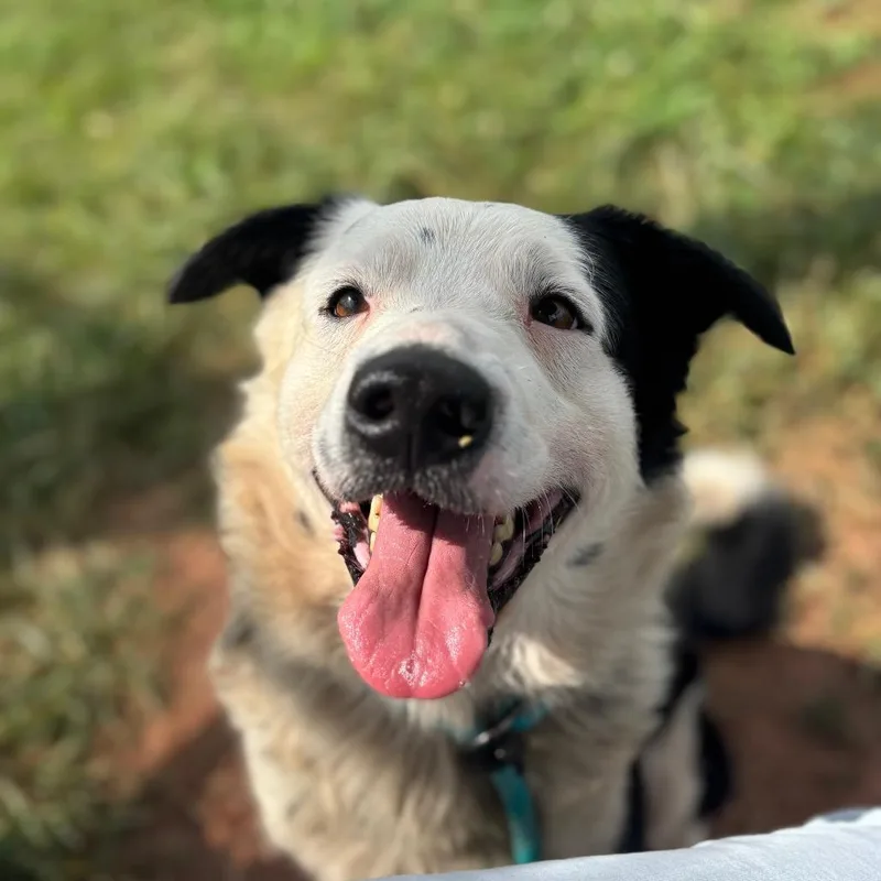 An adult medium-sized male Black Border Collie dog named Rufio for adoption in York, PA
