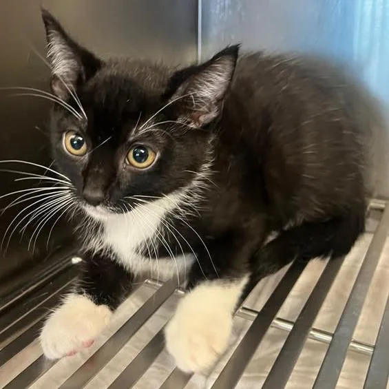 A baby small-sized male Black Domestic Short Hair cat named Seacliff for adoption in Redwood City, CA